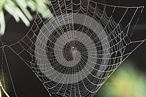 Spider on web