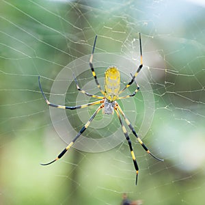 Spider on a Web