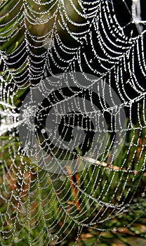 Spider-Web