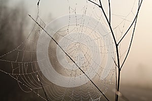 Spider web