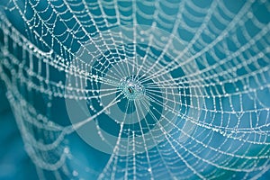 Spider on web photo