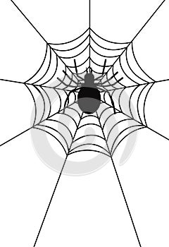 Spider web