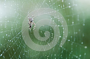 Spider in web