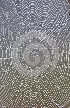 Spider Web