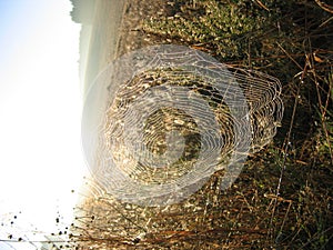 Spider web