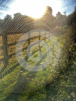 Spider web