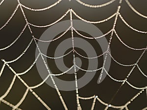 Spider web