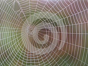 Spider web