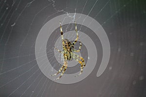 Spider on Web