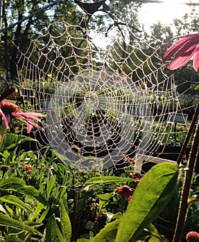 Spider Web