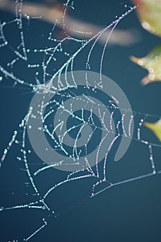 Spider web