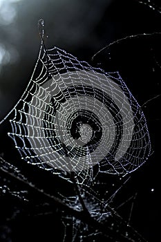 spider web