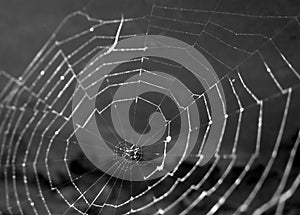 Spider Web