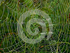 Spider Web