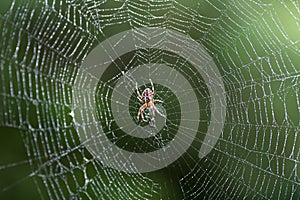 Spider on web