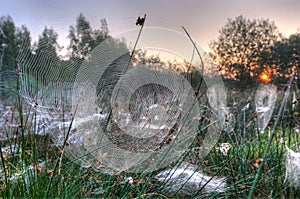 Spider in web