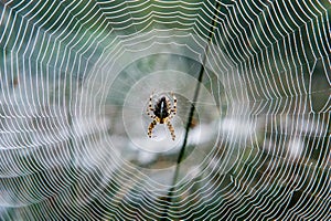 Spider in web