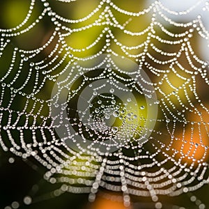 Spider web adorned with dewdrops reflecting light and creating a