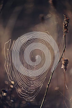 Spider web adorned with drops of water in autumn fog