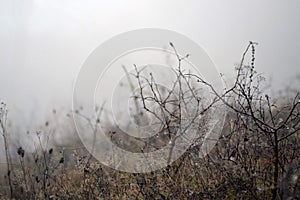 Spider web adorned with drops of water in autumn fog