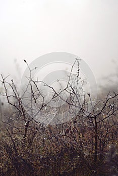 Spider web adorned with drops of water in autumn fog