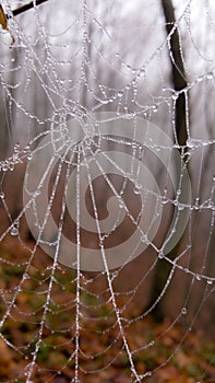 Spider web adorned with drops of water in autumn fog