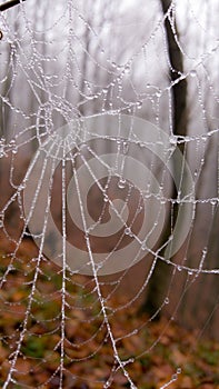 Spider web adorned with drops of water in autumn fog