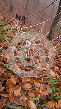 Spider web adorned with drops of water in autumn fog