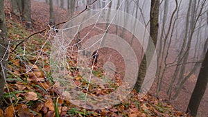 Spider web adorned with drops of water in autumn fog