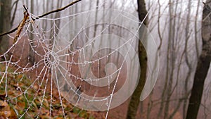 Spider web adorned with drops of water in autumn fog