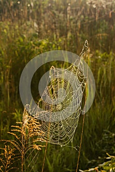 Spider web adorned with drops of water at sunrise