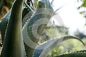 Spider Web in Aloe Vera Plant