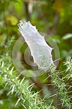 Spider web in Ancient tree, Waitakere Ranges Regional Park, New