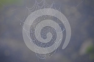 Spider Web Architecture