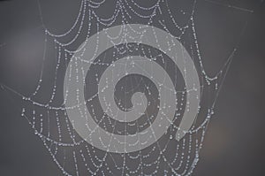 Spider Web Architecture