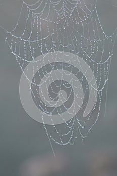 Spider Web Architecture