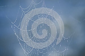 Spider Web Architecture