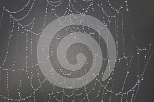 Spider Web Architecture