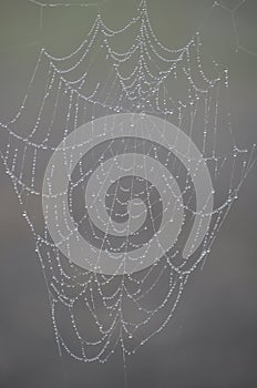 Spider Web Architecture