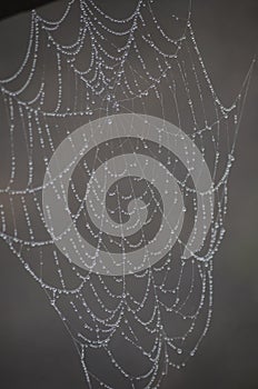 Spider Web Architecture