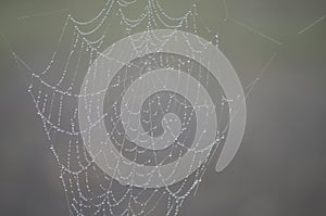 Spider Web Architecture