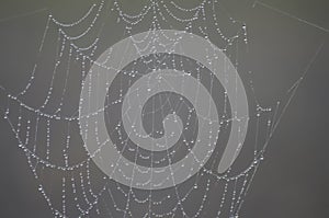 Spider Web Architecture photo