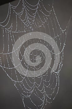 Spider Web Architecture photo