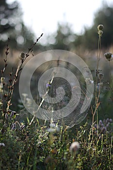 Spider web in autumn