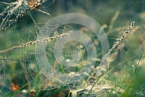 Spider web in Autumn