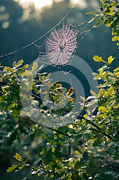 Spider web in Autumn