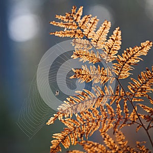 Spider on web