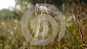 Spider web on autumn grass