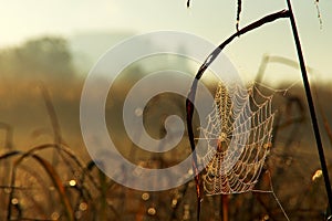 Spider Web In Autumn Morning