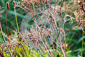 Spider Web in autumn with water drops